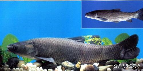 青鱼视频在线观看国产,青鱼视频带你领略国产影视魅力